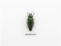 藏品(吉丁蟲)的圖片